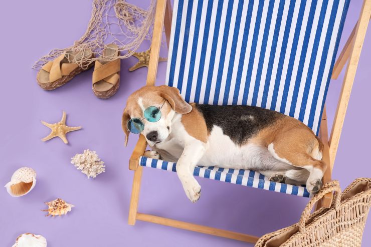 Vacanze con il cane nel Salento spiagge pet-friendly